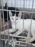 Adoptie pui pisica fetita