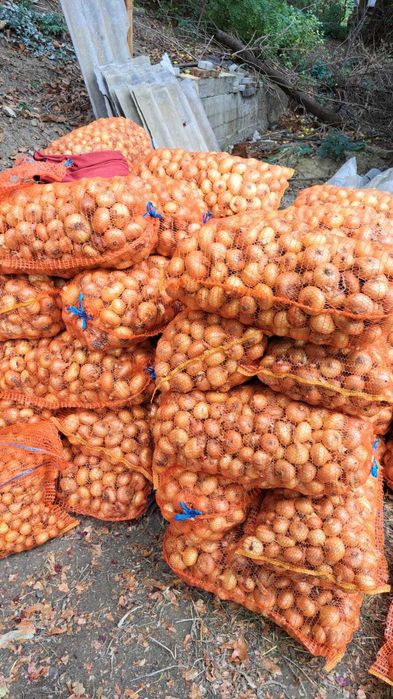 Ceapa de consum și stufat