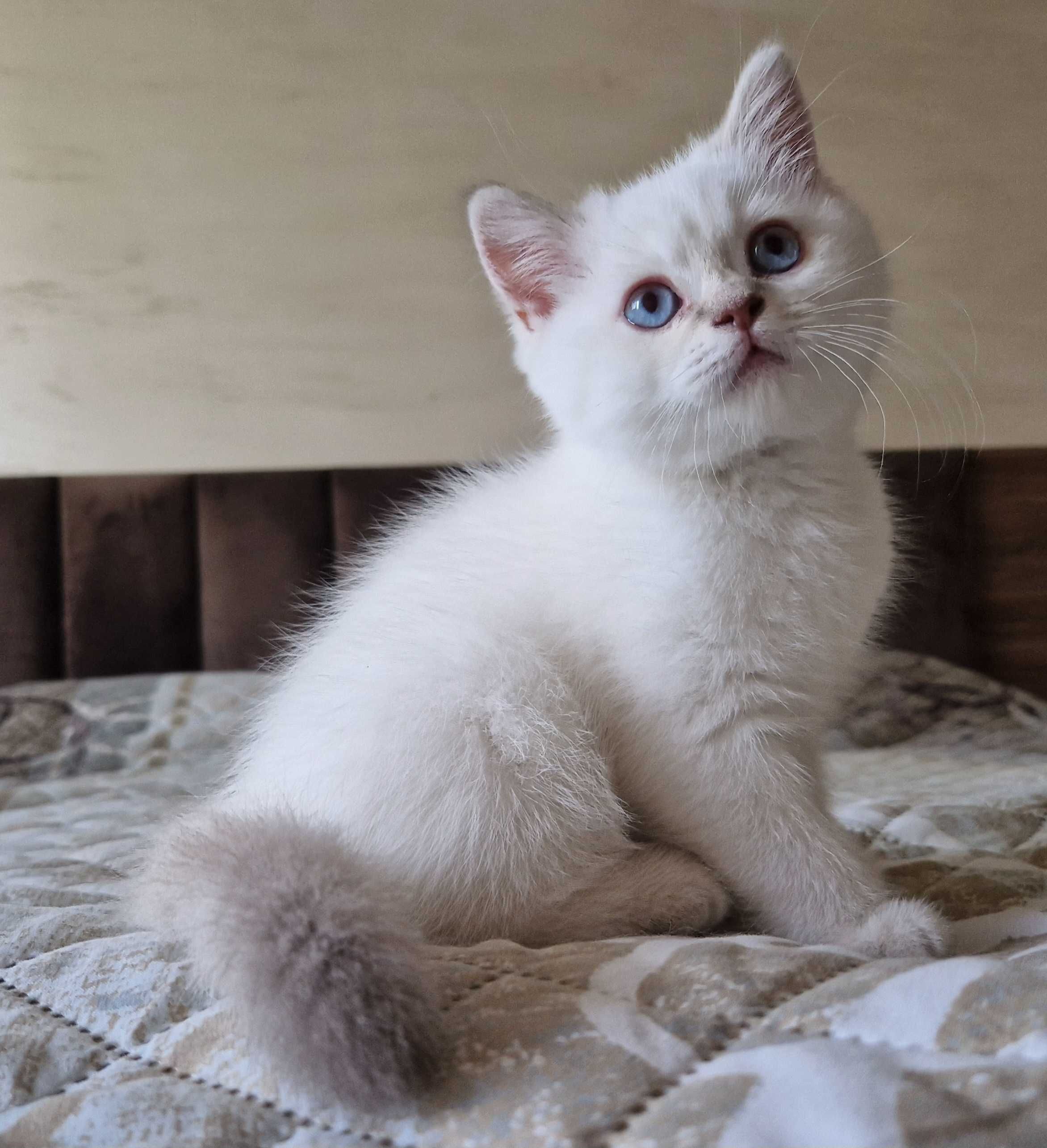 Нова цена! Чистопородна Британска късокосместа котка, цвят колорпойнт