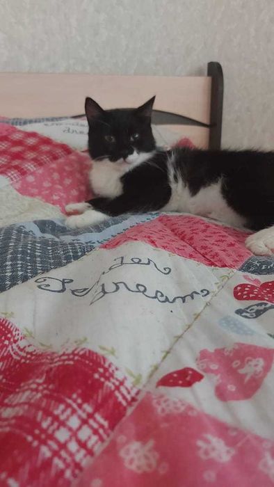 Кошка ищет дом..