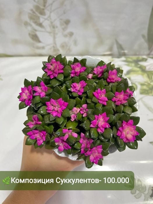 Суккуленты и литопсы