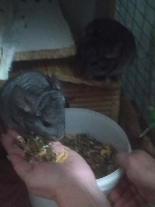 Шиншилленок  для подарка 4 месяца