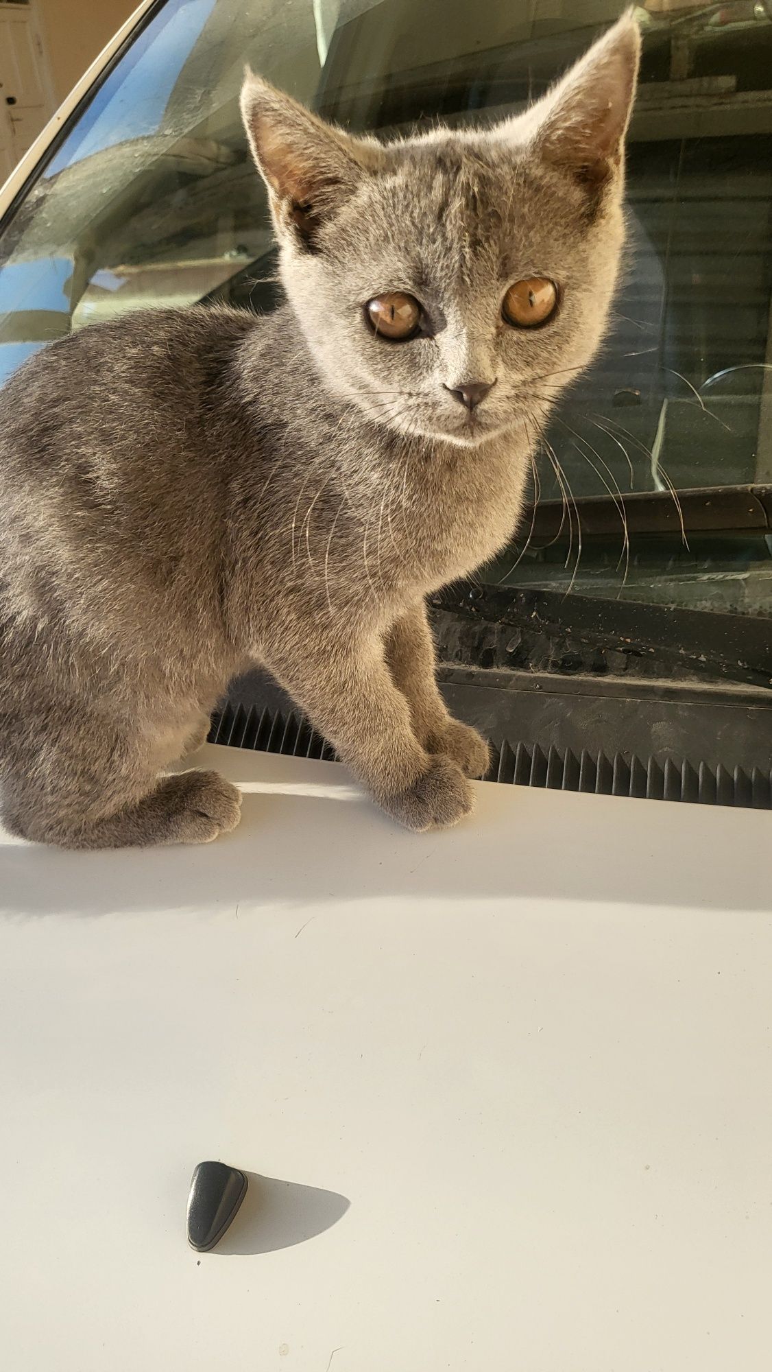 Шотландский кот 50