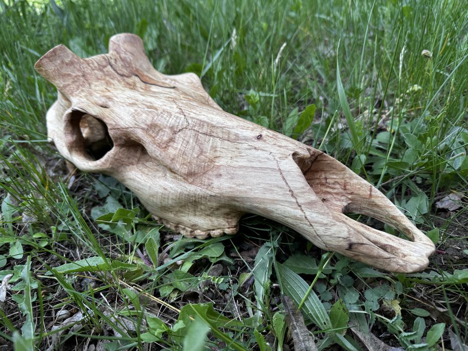 Дървен череп на благороден елен,дърворезба,трофей,лов,Blaser,Chevalier