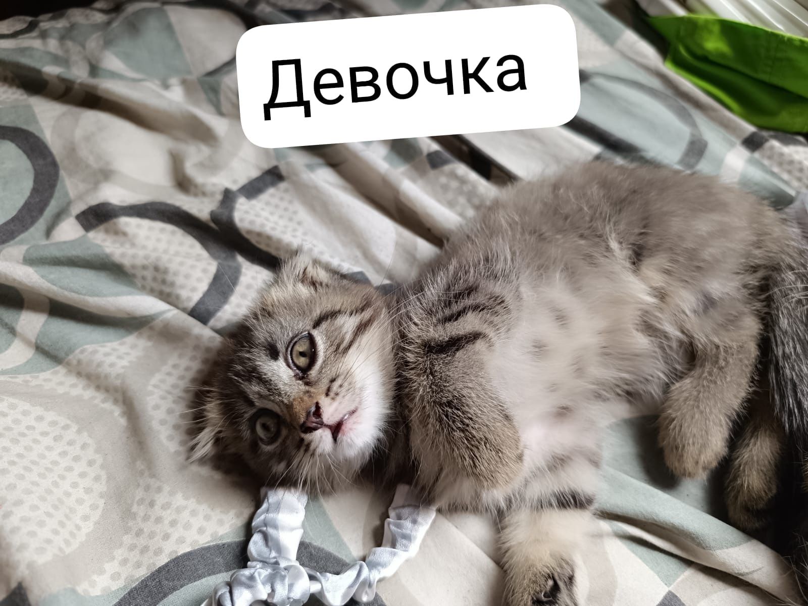 Отдам котят бесплатно