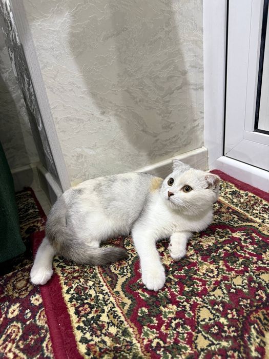 Продаётся скотиш фолд
