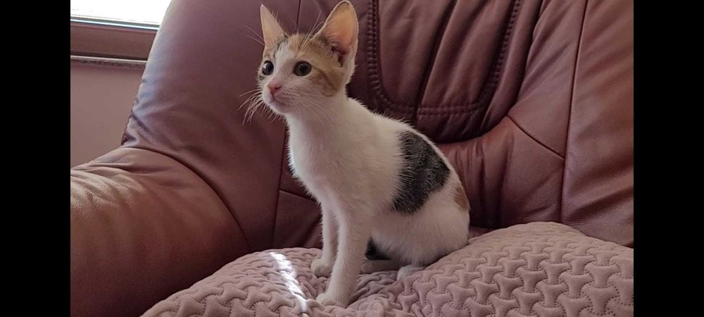 Adoptie pui de pisica de 3 luni VACCINATI DEPARAZITATI