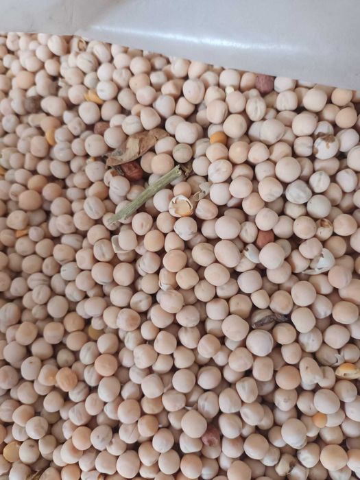 Amestec Cereale Tarata grau porumb floare ovaz, transport la domiciliu