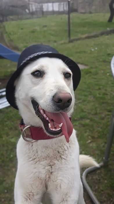 Câine spre adopție Labsky