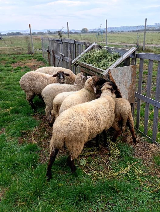 Vand Noatin din Aprilie pereche . La viata 25 lei taiat 45 lei kg