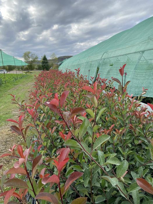 Gard  verde / Prunus Laurocerasus / Photinia Red Robin / Leylandii