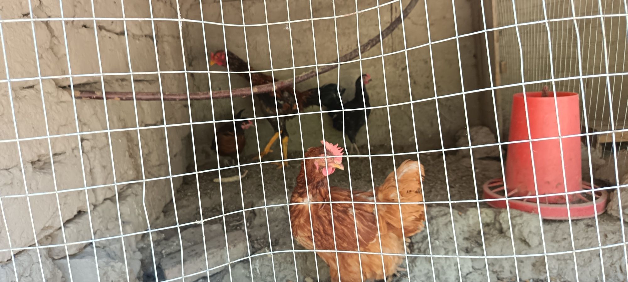 Продам домашние курицы 12 шт