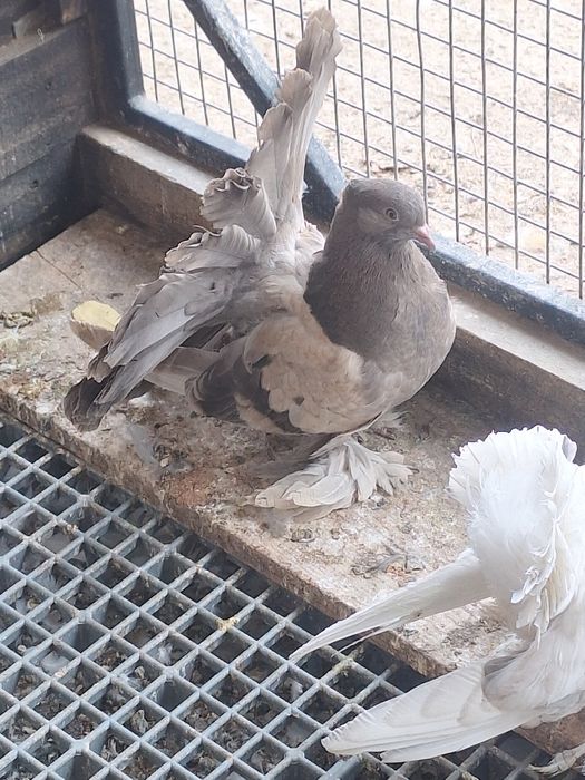 Indieni Voltați indieni