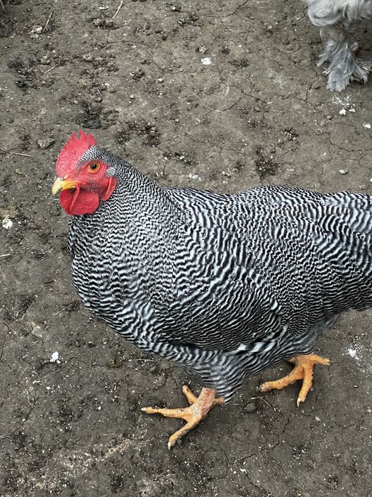 Plymouth Rock cocos