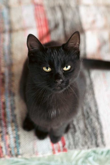 Коте търси дом - Подарявам котка
