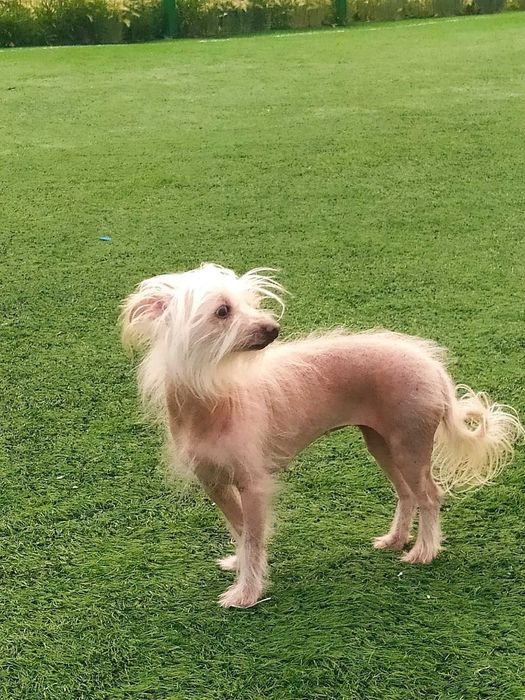 Собаке нужен дом! Срочно!