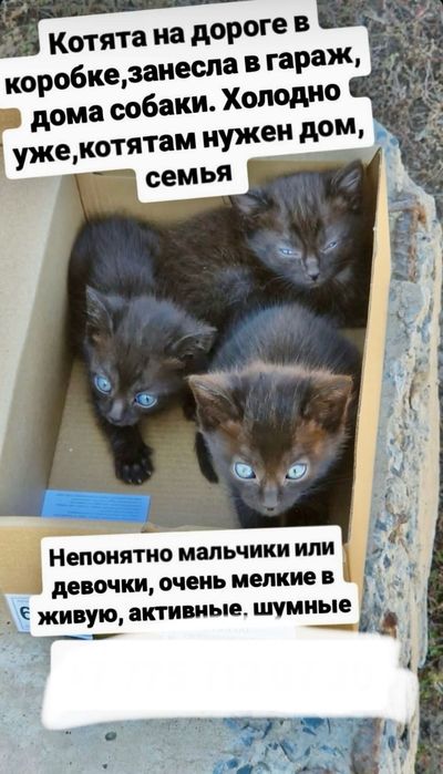 Срочно‼️котята‼️