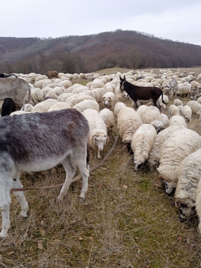 Vând măgar învățat între oi și la căruță