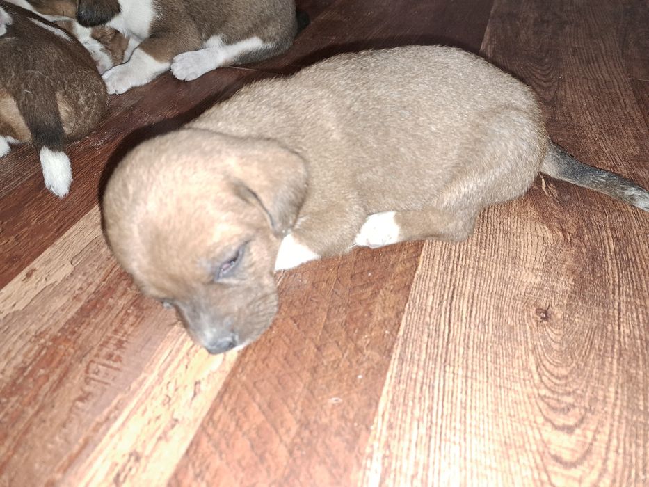 Adopție cinci căței