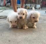 Catei bichon 6 săptămâni