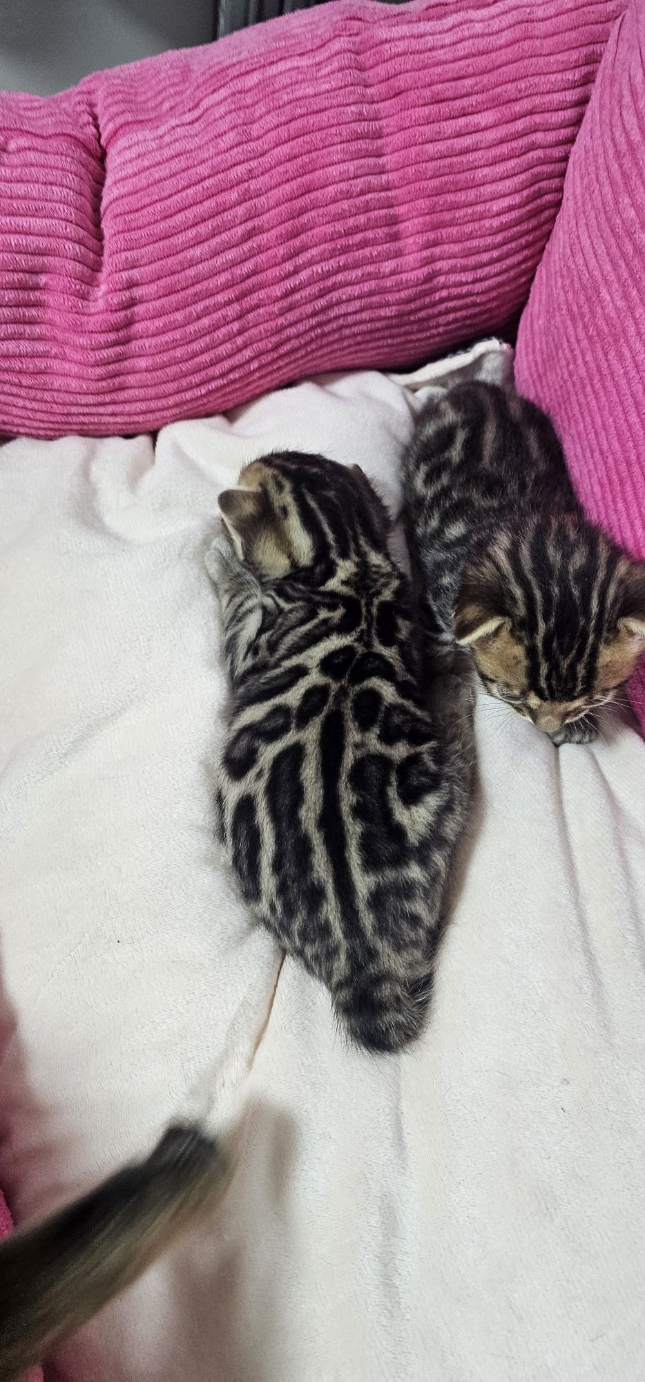 Бенгальские котята