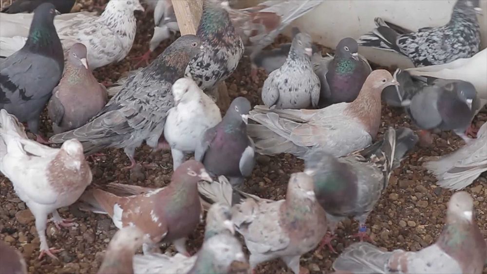 Бакинцы разные молодёжь