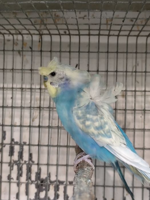 Perusi hagoromo tineret