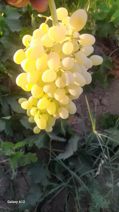 Uzum sotiladi kg 8000