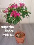 Floare  naturala  .