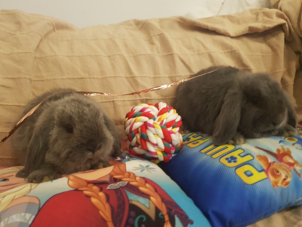 Iepure Pitic Mini Lop Holland Lop Iepuri de Apartament Berbec Pitic