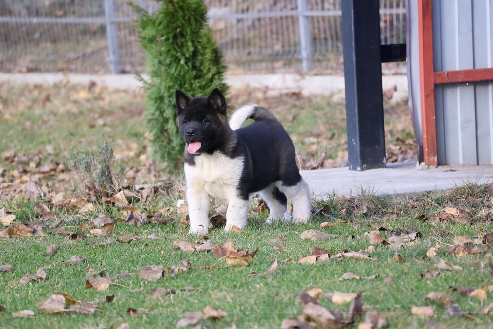Femela akita american pedigree tip A