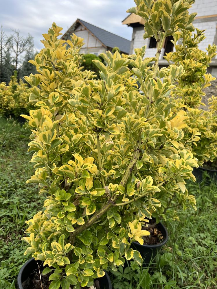 Tuia plante ornamentale euonymus tufa 100 lei buc