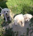 Donez pui de bichon