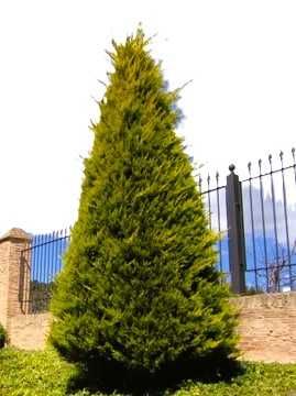 Chiparos leyland  (Cupressocyparis leylandii) 15-25cm