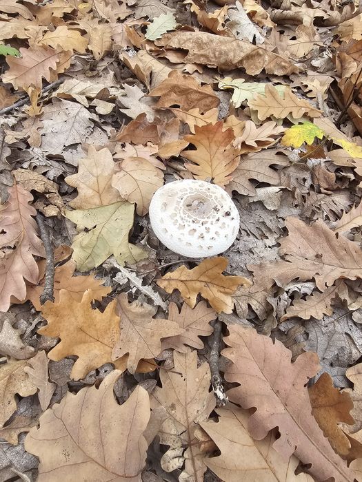 Ciuperci piciorul căprioarei