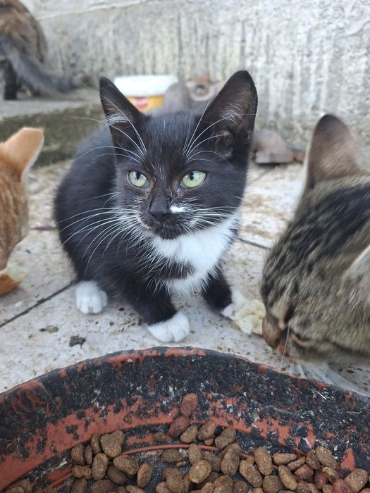 Donez pisicute pui .Rog seriozitate