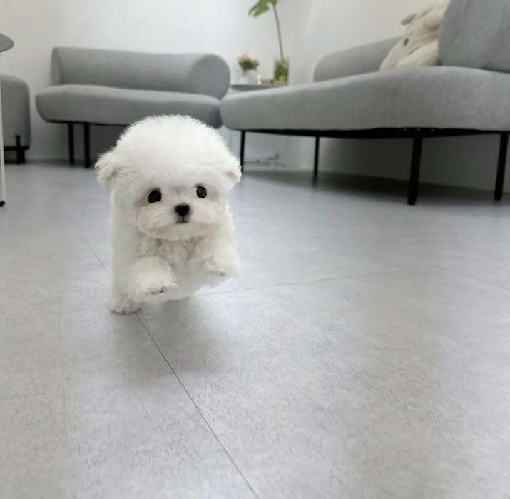 Bichon Maltez Mini toy