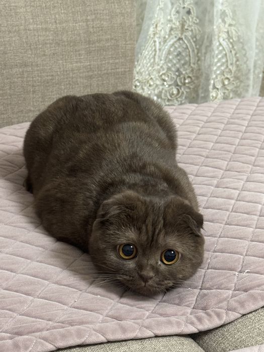 Ищем кота для вязки кошки Вислоухая шотландская