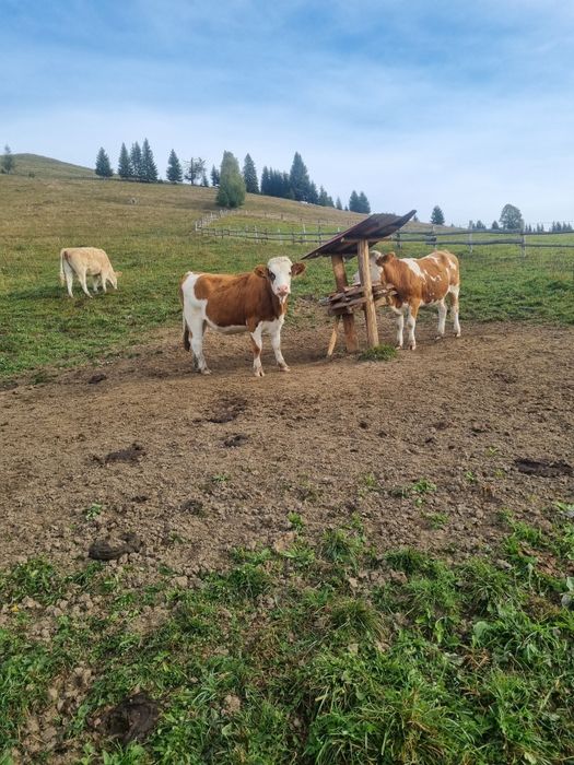 Vand junici gestante. Baltata Romaneasca