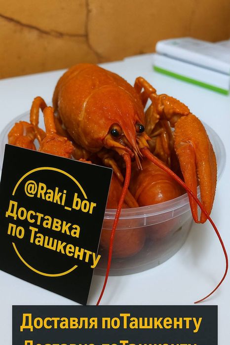 Свежие живые и варёные раки — 70.000 сум/кг