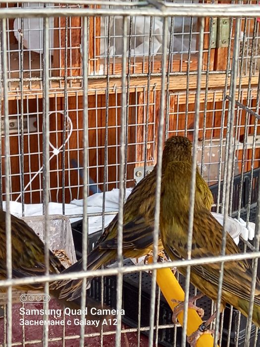 Канарчета ,млади женски птици!