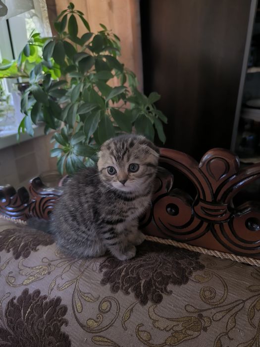 Готовятся приобрести новую семью очаровательные котята Скотиш Фолд
