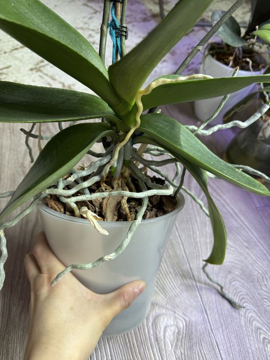 Продам цветущую орхидею