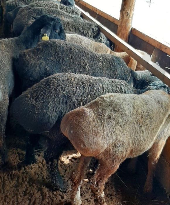 Семиз кой токты тұсақ бар