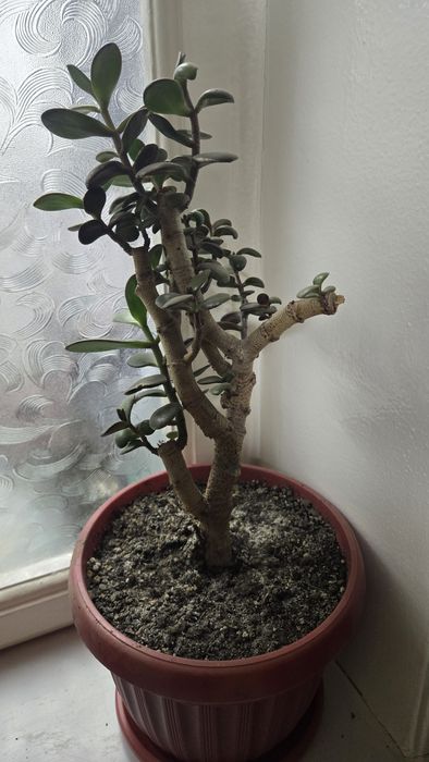 Комнатные растения, для офиса в премиальных горшках.