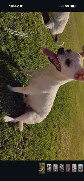 Малки кученца търсят обичливи стопани! Майка-бял пинчер, баща-померан