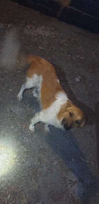 Взрослая собака бесплатно