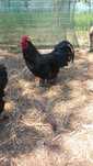Gaini si cocosi australorp