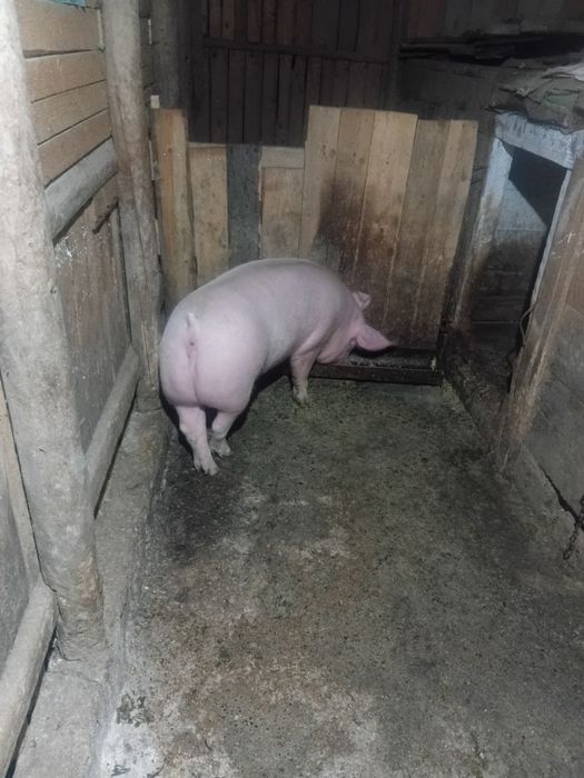 Porc de vânzare mai multe detalii la numărul de telefon
