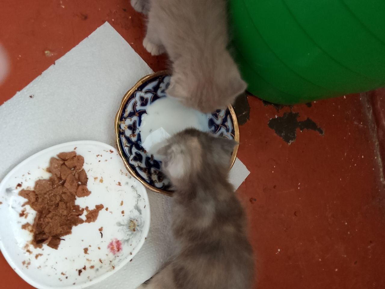 Котята скоттиш фолды
